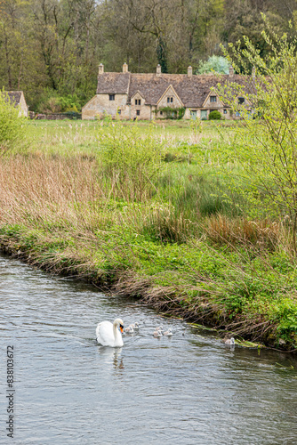 A mute swan with six cygnets on the River Coln in front of Arlington Row in the Cotswold village of Bibury, Gloucestershire, England UK