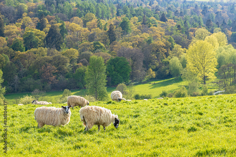 Sheep grazing in evening light in the valley of the River Coln near the Cotswold village of Yanworth, Gloucestershire, England UK
