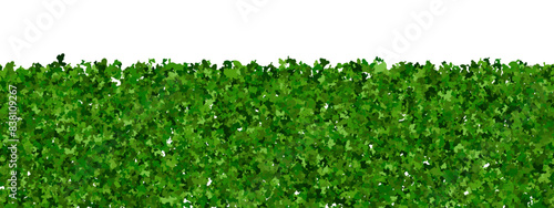 Endless green boxwood shrub as an evergreen hedge. Fence of plants with abstract leaf texture. Vector bg