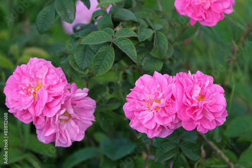 Rosa damascena. Damask rose. Oil-bearing rose. Bulgarian rose oil. 