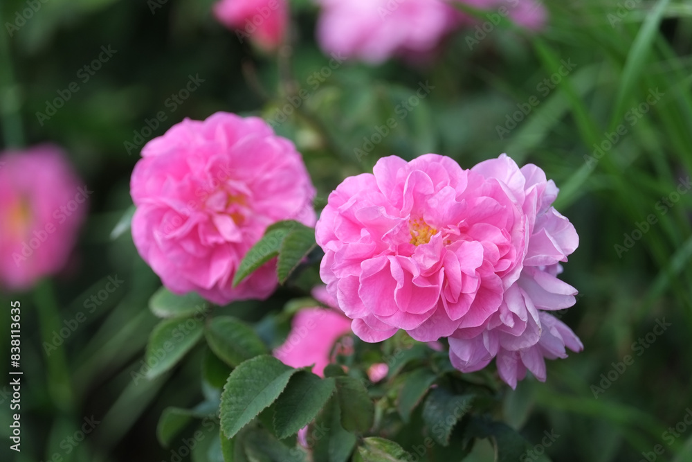 Fototapeta premium Rosa damascena. Damask rose. Oil-bearing rose. Bulgarian rose oil. 
