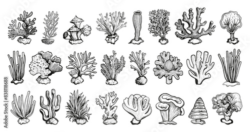 Doodle style different corals icons set. Low detailed line sketch with crisp contours on a white background. Coral reef elements hand drawn simple style black icons