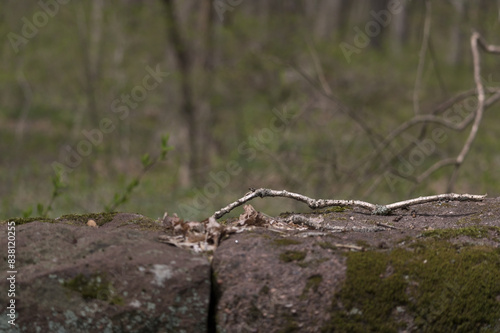 Isolated close up of branch on rock
