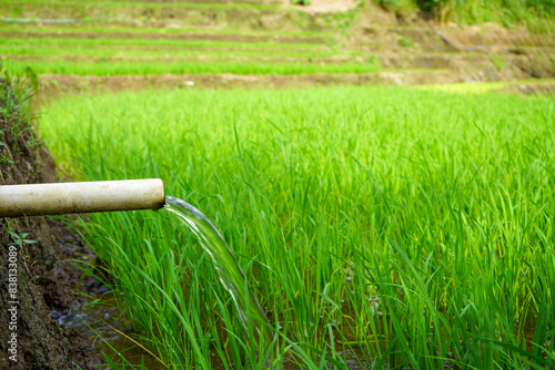 Irrigation of rice fields using pump wells with the technique of pumping water from the ground to flow into the rice fields. Subak is a terrace irrigation system in the mountainous areas of Bali. 