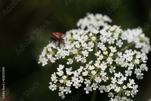 Blossom of a burnet with fire bug photo