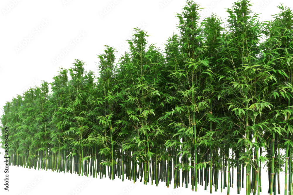 Naklejka premium A row of tall green bamboo trees
