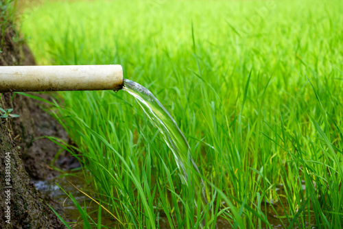 Irrigation of rice fields using pump wells with the technique of pumping water from the ground to flow into the rice fields. Subak is a terrace irrigation system in the mountainous areas of Bali. 