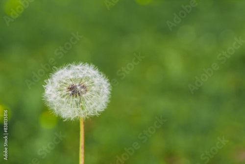 Dandelions close-up on a green lawn