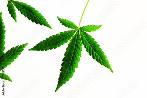 Marijuana leaves on a white background  medical cannabis