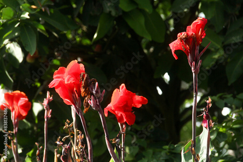 Red flowers of canna indica or Indian shot flower, which bloom and are illuminated by the morning sun