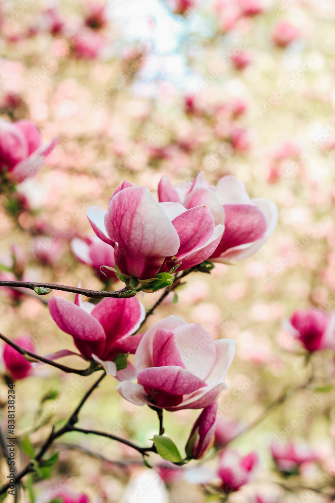 Pink magnolia flower close-up in botanical garden Pink magnolia flower close-up in botanical garden