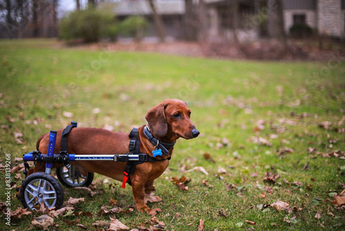 Dachshund with IVDD in a dog wheelchair in the park during autumn