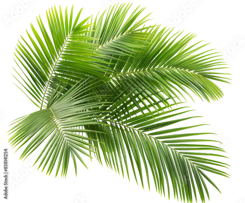 Green palm leaves detailed and isolated