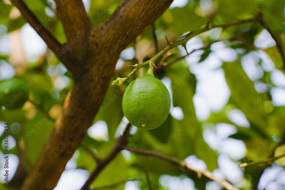 Fresh green fruit Citrus amblycarpa Fresh green fruit Citrus amblycarpa