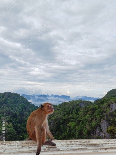 A wild monkey is sitting and sleeping on the wall. The background is mountains and thick fog.