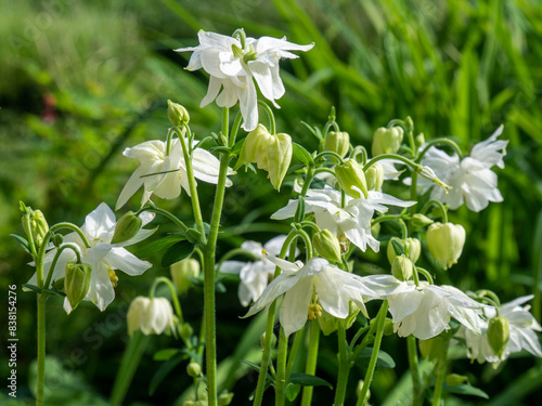 Pure white flowers of Aquilegia vulgaris in May. European columbine flowers in garden. Traditional garden flowers  photo