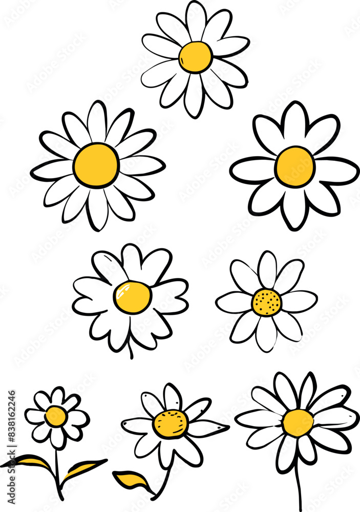 Vector of daisies on a white background Vector of daisies on a white background