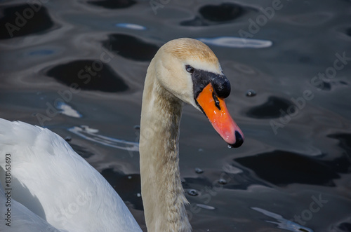 Beautiful White Swan Floating on Water photo