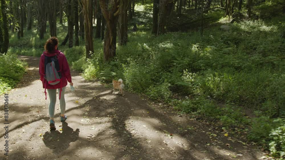 Woman is slowly walking in the company of a Shiba Inu dog on a leash in the forest or in a park on a spring day. Woman is slowly walking in the company of a Shiba Inu dog on a leash in the forest or in a park on a spring day.