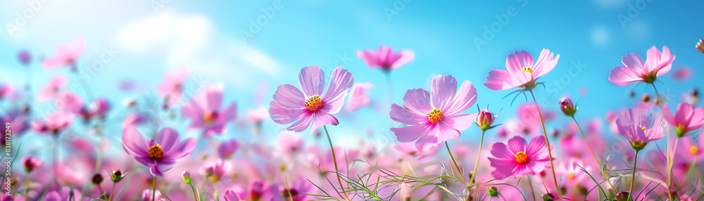 Beautiful pink cosmos flowers in full bloom under a clear blue sky, creating a vibrant and colorful natural landscape on a sunny day.