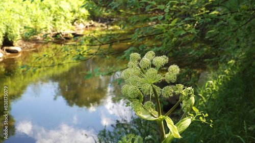 Plants of the family Apiaceae - a close-up view of a flowering Siberian hogweed plant  Heracleum sibiricum  header on a river bank. Shallow depth of field view with blurred background on a sunny day.