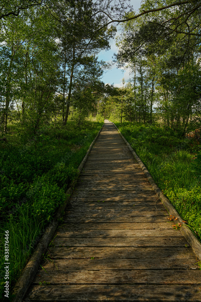 Obraz premium Wanderweg durch ein Moorgebiet in der Heide, Pietzmoor