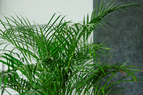 Dipsis palm tree plant in the house  leaves on white grey background
