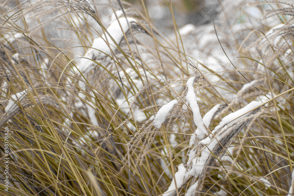Fototapeta premium Miscanthus under the snow in winter. Garden plant.