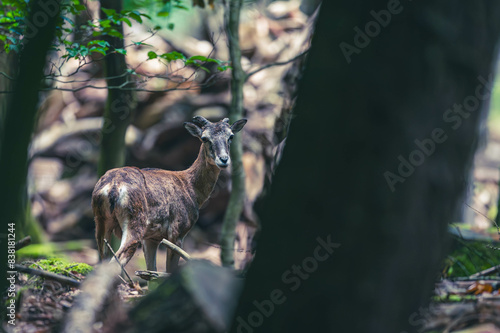 Mufflons im Wald photo