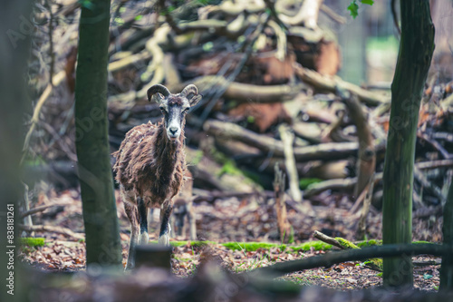 Mufflons im Wald photo