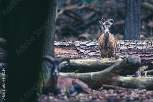 Mufflons im Wald photo