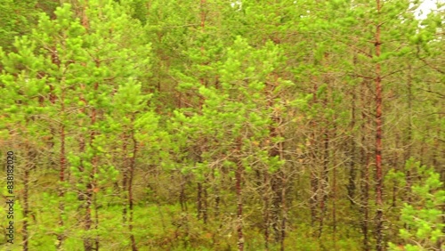 Swamp Viru Raba in Estonia photo