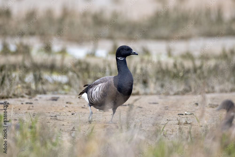 Brent goose on the shore