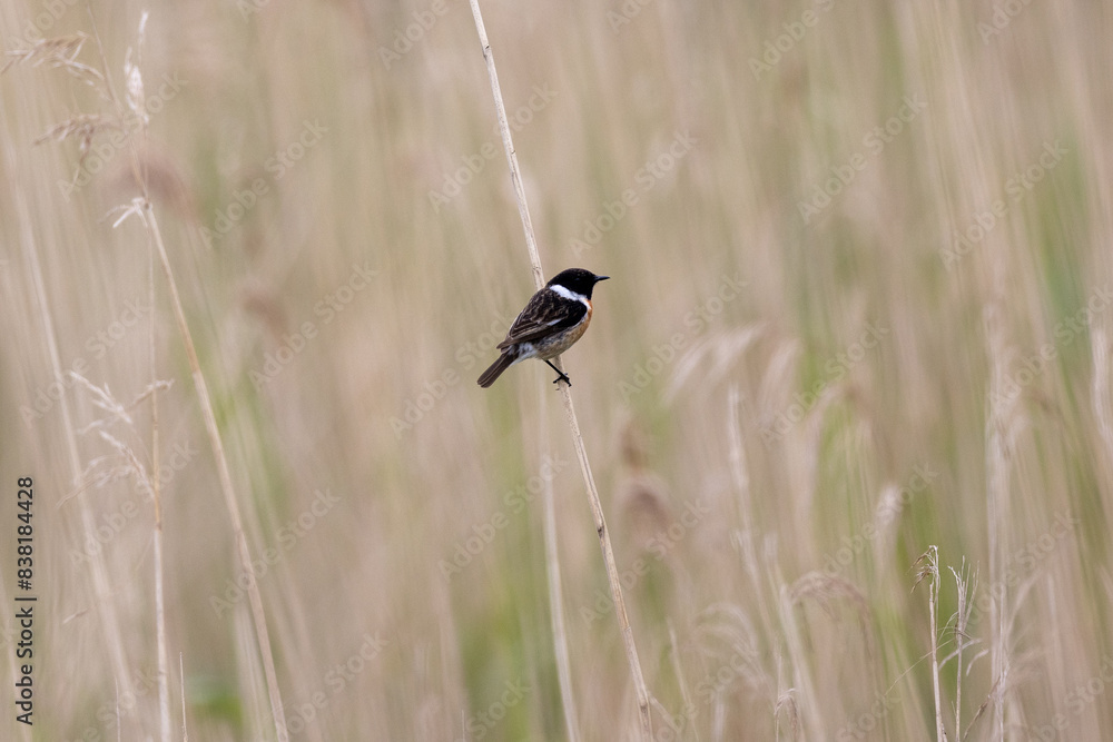 Male stonechat on a straw Male stonechat on a straw