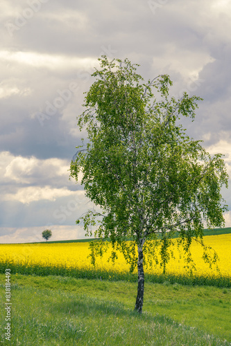 waldviertel landscape rapeseed with trees
