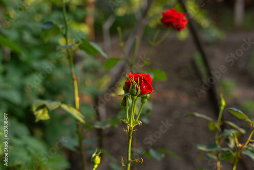 Classic red rose in full bloom