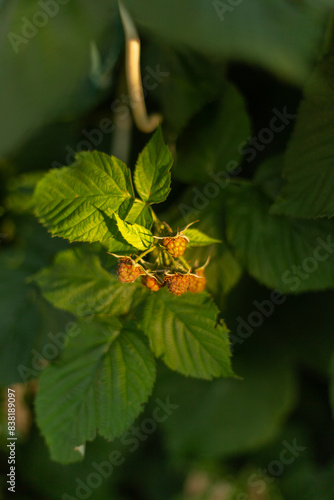 Close-up of raspberries and green leaves in the garden. Berries growing on a raspberry bush in a fruit garden.