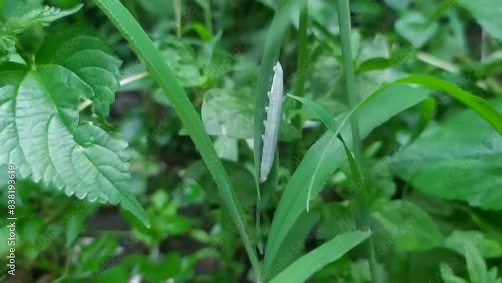 The green caterpillar is clinging to the weeds The green caterpillar is clinging to the weeds
