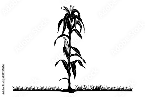 corn plant vector 