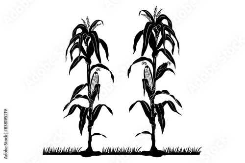 corn plant vector 