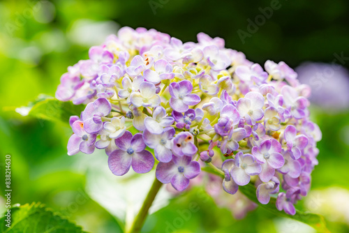 紫陽花の小径