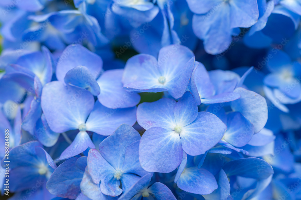 紫陽花の小径