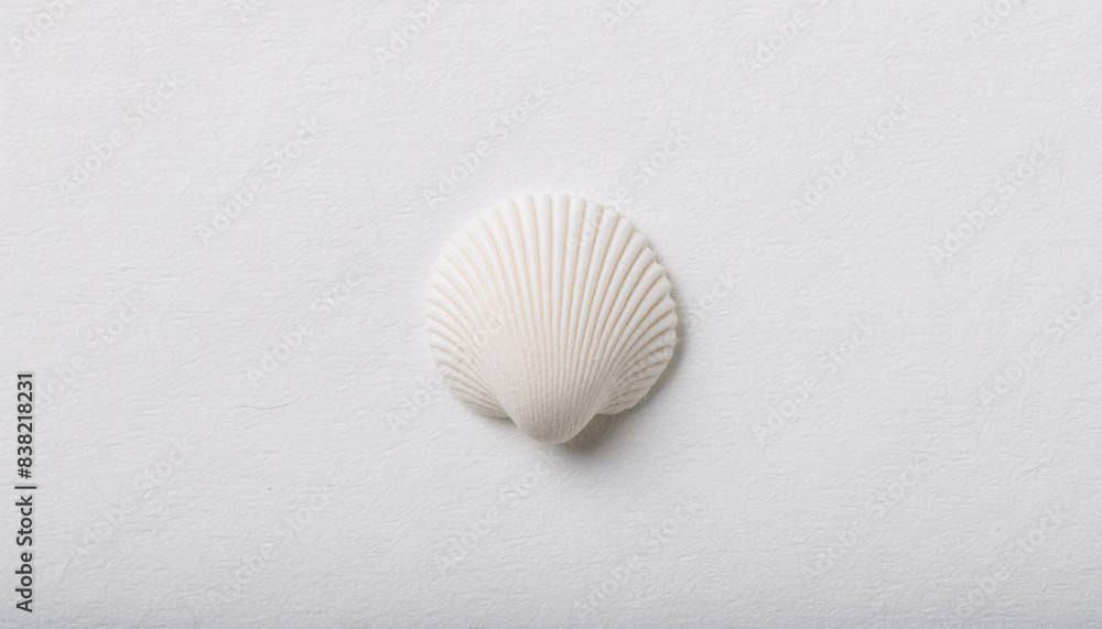 shell on black background shell on black background