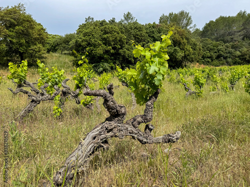 leaning mourvèdre grape vine in Côtes De Provence, France photo