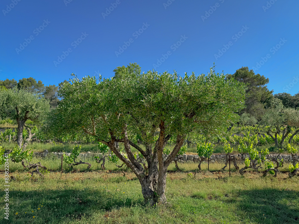 olive tree and vines olive tree over stone wall in Côtes olive tree and vines olive tree over stone wall in Côtes