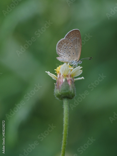 a butterfly is on the flower in rainy season, blur background, green background, macro picture, butterfly in macro, flowers in macro