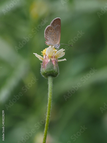 a butterfly is on the flower in rainy season, blur background, green background, macro picture, butterfly in macro, flowers in macro
