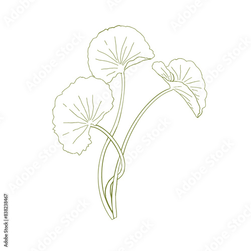 Gotu Kola ( Centella Asiatica ) Beautifull and Natural Skincare Logo