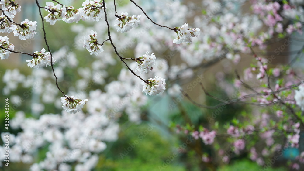 The beautiful pink and white flowers blooming in spring The beautiful pink and white flowers blooming in spring