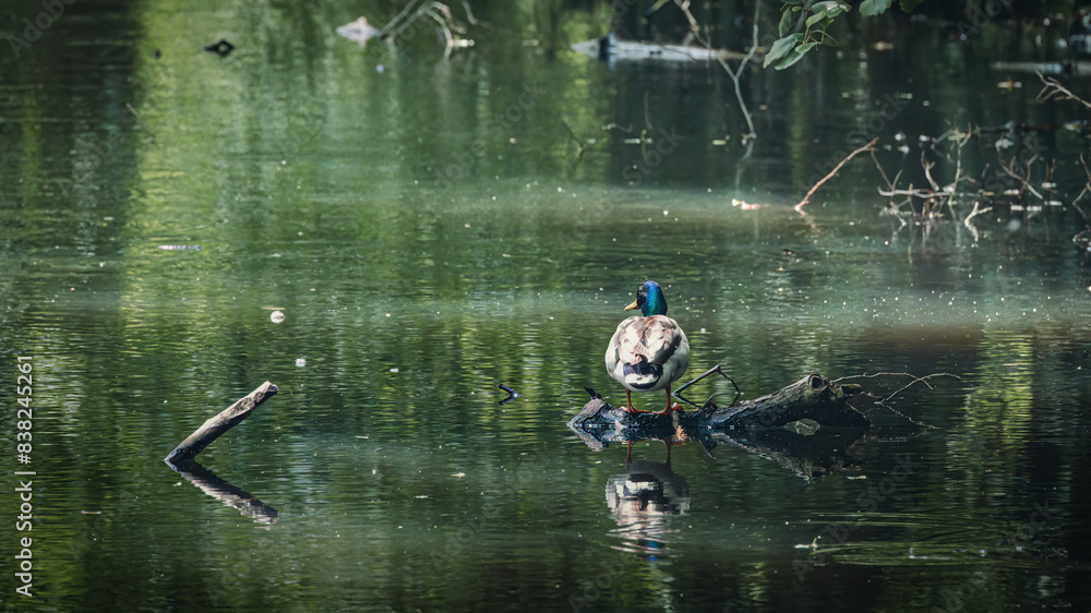 Duck peacefully gliding on a serene water surface. Duck peacefully gliding on a serene water surface.